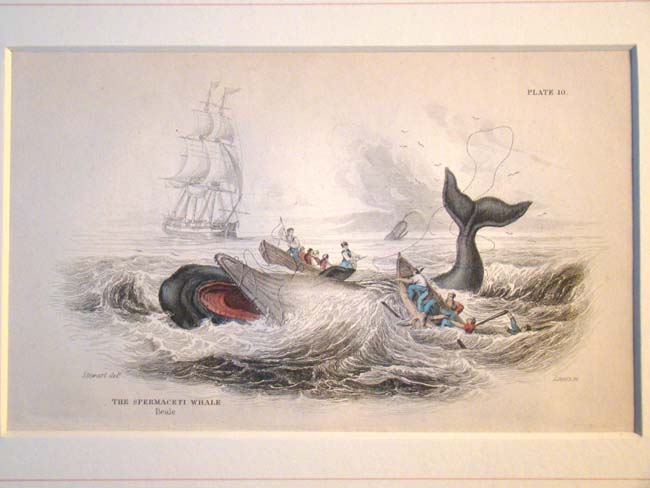 A fine 19th century hand colored steel plate engraving of Whales published by William H. Lizars in Edinburgh in 1837.
